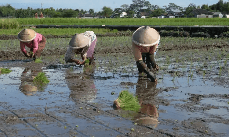 Genjot Produksi Padi, Penajam Paser Utara Tingkatkan Keasaman Tanah Sebagian besar lahan pertanian di Kabupaten Penajam Paser Utara memiliki keasaman tanah yang tinggi. Karenanya, tenaga ahli dari akademisi dilibatkan mencari solusi.