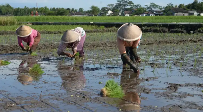 Genjot Produksi Padi, Penajam Paser Utara Tingkatkan Keasaman Tanah Sebagian besar lahan pertanian di Kabupaten Penajam Paser Utara memiliki keasaman tanah yang tinggi. Karenanya, tenaga ahli dari akademisi dilibatkan mencari solusi.